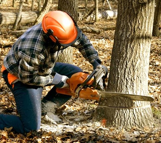 Tree Removal in Westport, NY